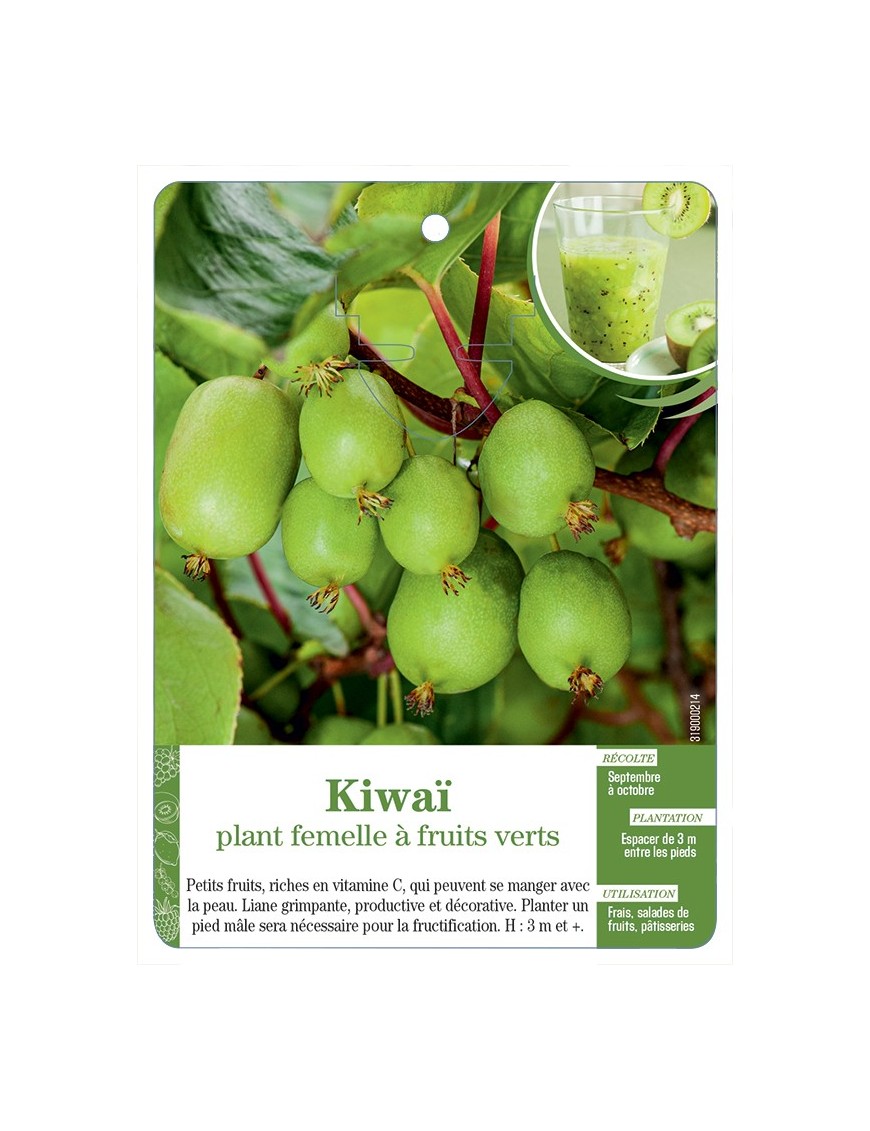 KIWAÏ PLANT FEMELLE À FRUITS VERTS