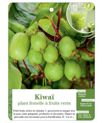 KIWAÏ PLANT FEMELLE À FRUITS VERTS