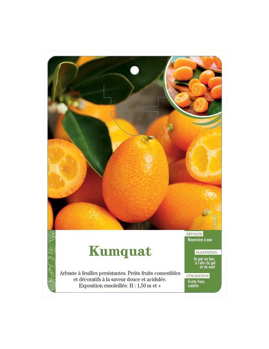 KUMQUAT