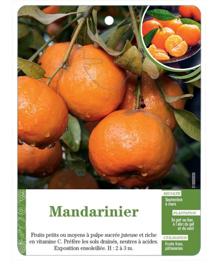 MANDARINIER