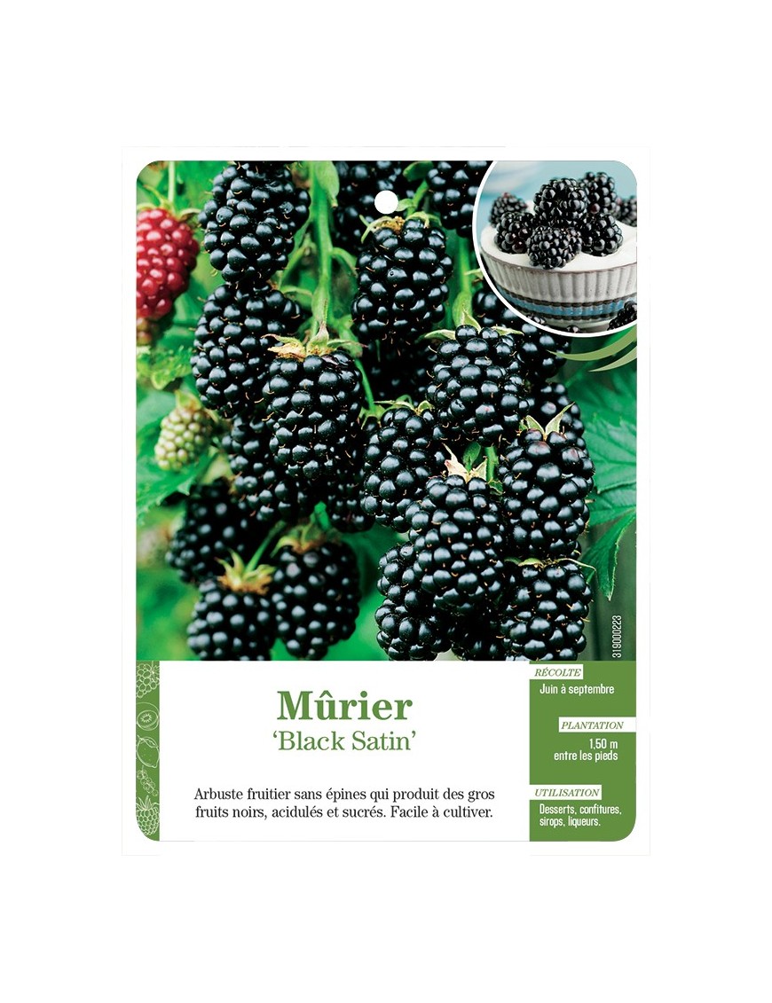 MÛRIER ‘BLACK SATIN’