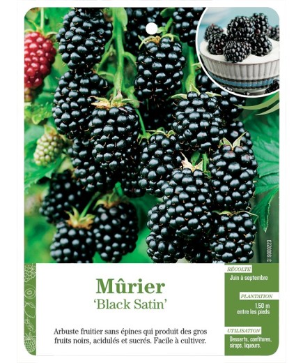 MÛRIER ‘BLACK SATIN’