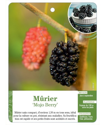 MÛRIER ‘MOJO BERRY’