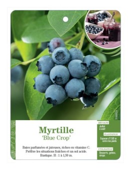 MYRTILLE 'BLUE CROP'