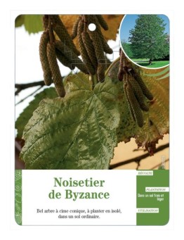 NOISETIER DE BYZANCE
