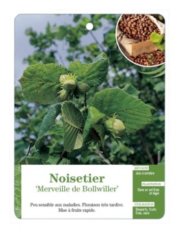 NOISETIER ‘MERVEILLE DE BOLLWILLER’