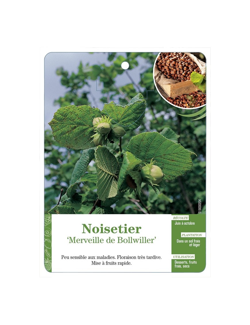 NOISETIER ‘MERVEILLE DE BOLLWILLER’