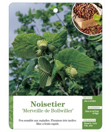 NOISETIER ‘MERVEILLE DE BOLLWILLER’