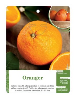 ORANGER