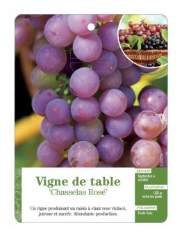 VIGNE DE TABLE ‘CHASSELAS ROSÉ’