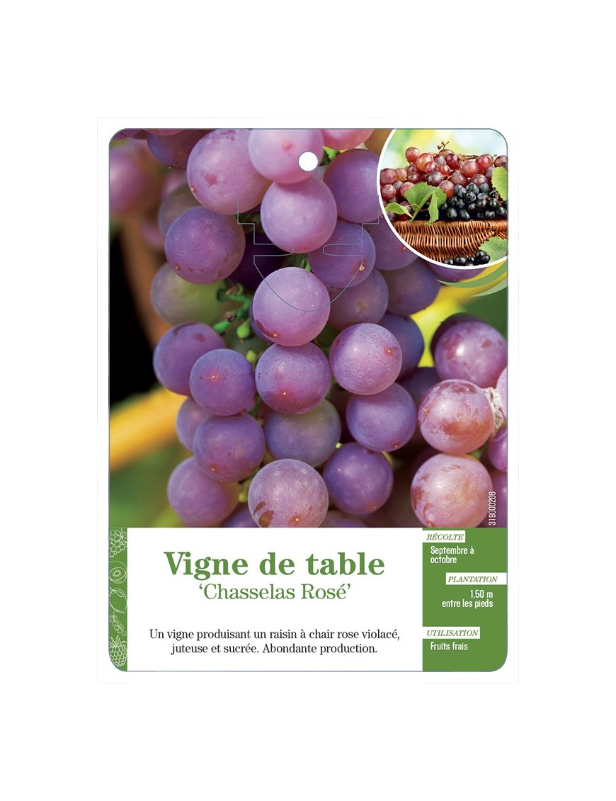 VIGNE DE TABLE ‘CHASSELAS ROSÉ’