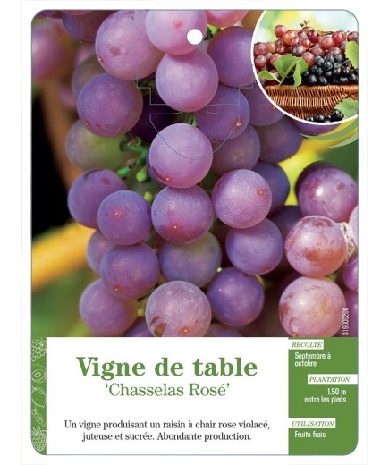 VIGNE DE TABLE ‘CHASSELAS ROSÉ’