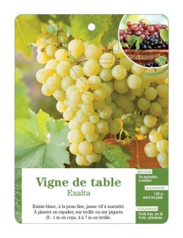 VIGNE DE TABLE ‘EXALTA’