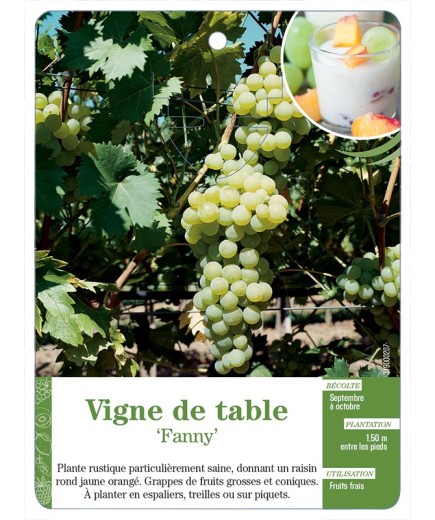 VIGNE DE TABLE ‘FANNY’