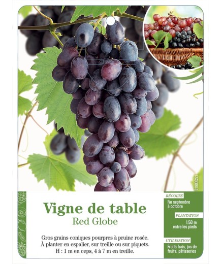 VIGNE DE TABLE ‘RED GLOBE’