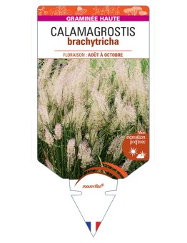 CALAMAGROSTIS brachytricha