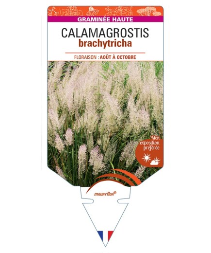CALAMAGROSTIS brachytricha