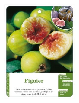 Figuier (à fruits vert-doré)