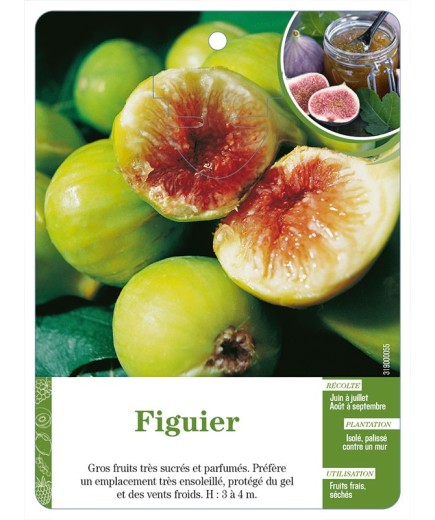 Figuier (à fruits vert-doré)