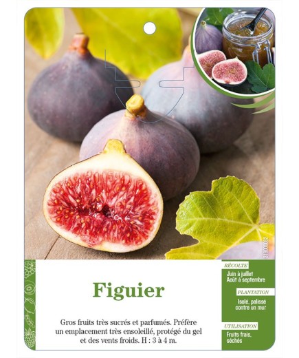 Figuier (à fruits violet-rouge)