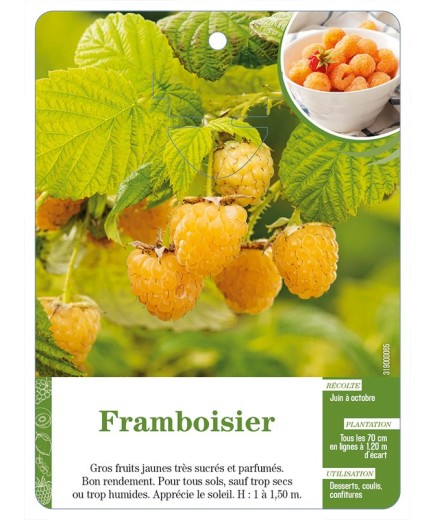 Framboisier (à fruits jaunes)