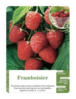 Framboisier (à fruits rouges)