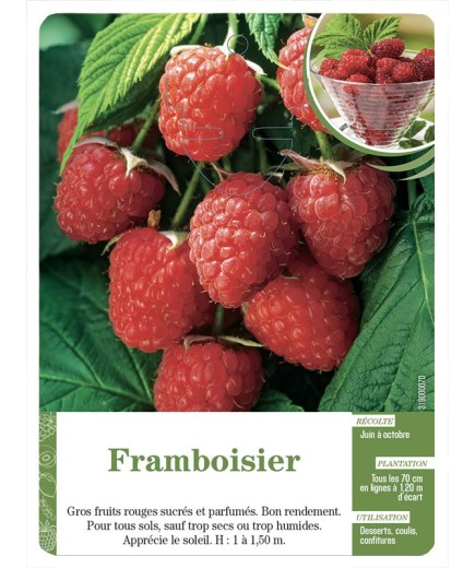 Framboisier (à fruits rouges)