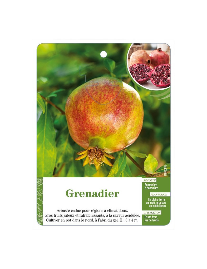 Grenadier