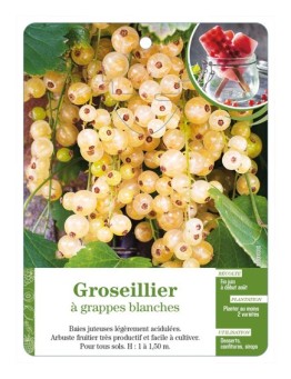 Groseillier à grappes blanches