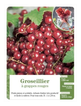 Groseillier à grappes rouges
