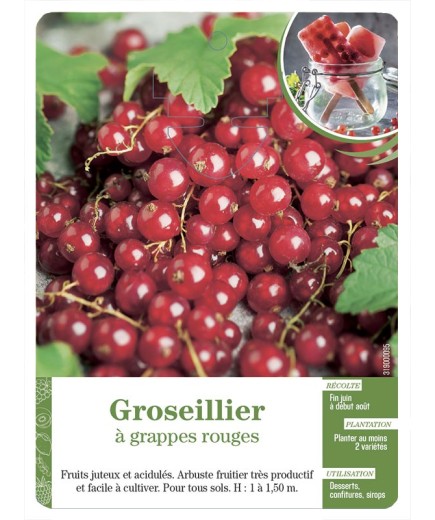 Groseillier à grappes rouges