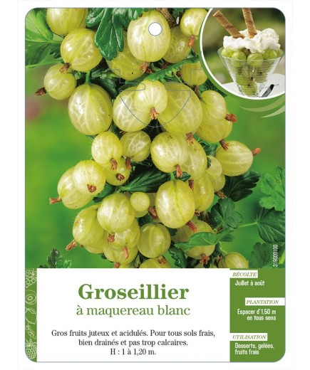 Groseillier à maquereau blanc