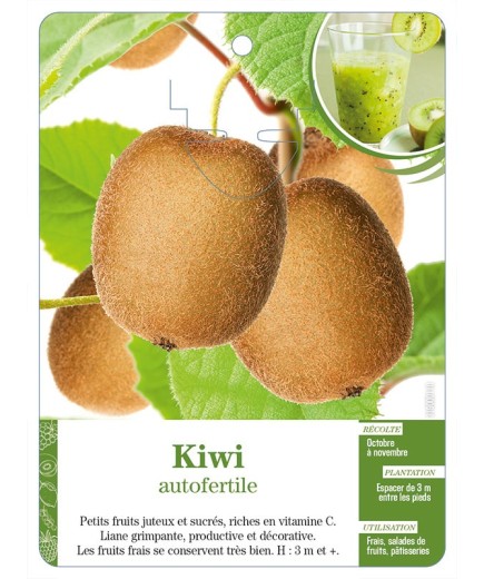 Kiwi autofertile