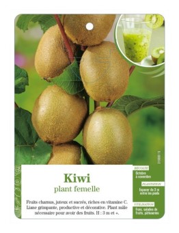 Kiwi plant femelle