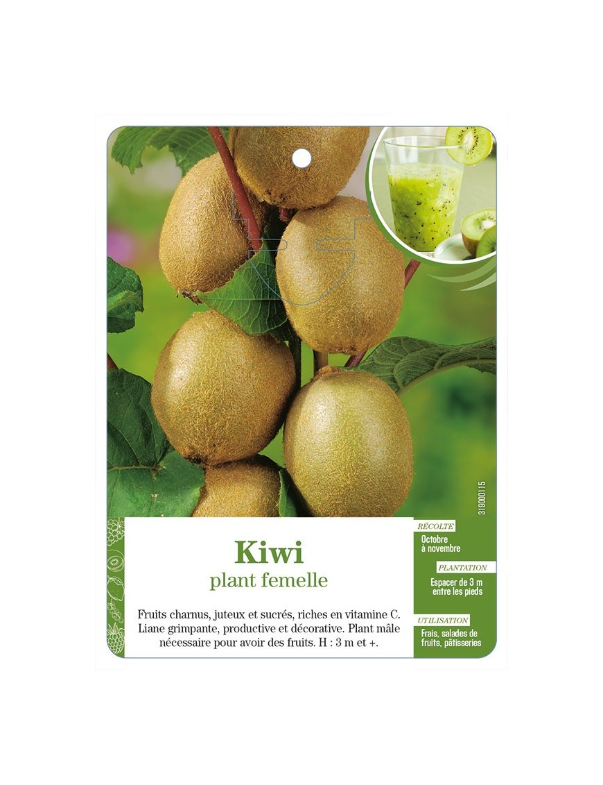 Kiwi plant femelle