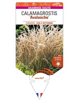 CALAMAGROSTIS x acutiflora Avalanche