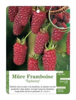 Mûre Framboise ‘Tayberry’