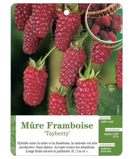 Mûre Framboise ‘Tayberry’