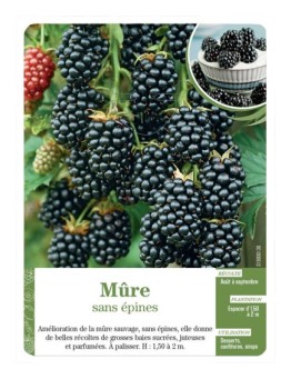 Mûre sans épines