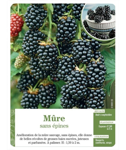 Mûre sans épines