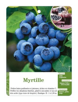 Myrtille
