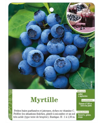 Myrtille