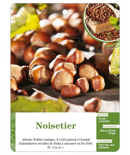 Noisetier