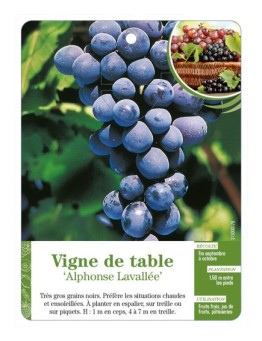 Vigne de table ‘Alphonse Lavallée’