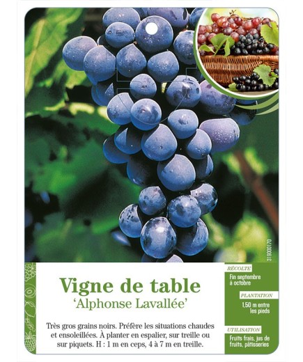 Vigne de table ‘Alphonse Lavallée’