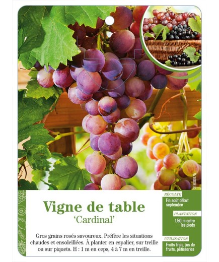 Vigne de table ‘Cardinal’