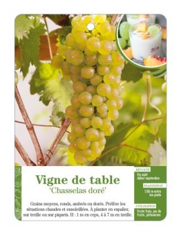 Vigne de table ‘Chasselas doré’
