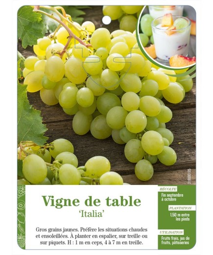 Vigne de table ‘Italia’