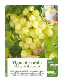 Vigne de table ‘Muscat d’Alexandrie’