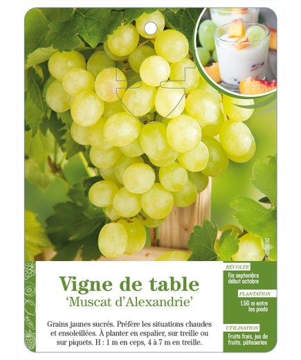 Vigne de table ‘Muscat d’Alexandrie’